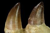 Mosasaur (Prognathodon) Jaw Section with Two Teeth - Morocco #165992-1